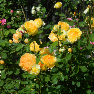 Густо-желтая - Английская роза 